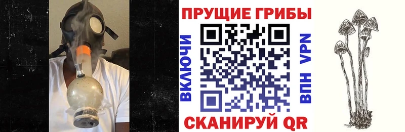 Галлюциногенные грибы Cubensis Киренск